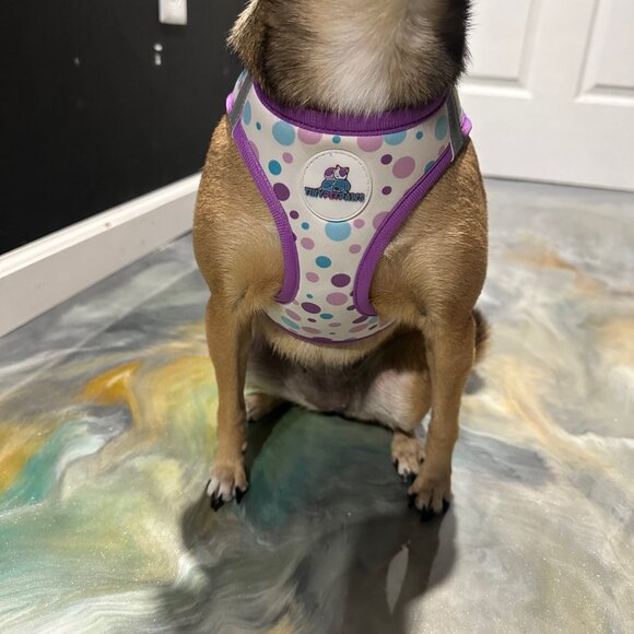 NEW Purple Pet Harness Set | XS–XL | Fast 24-Hour Shipping | Jazzy Pet Paws - Picture 5 of 10